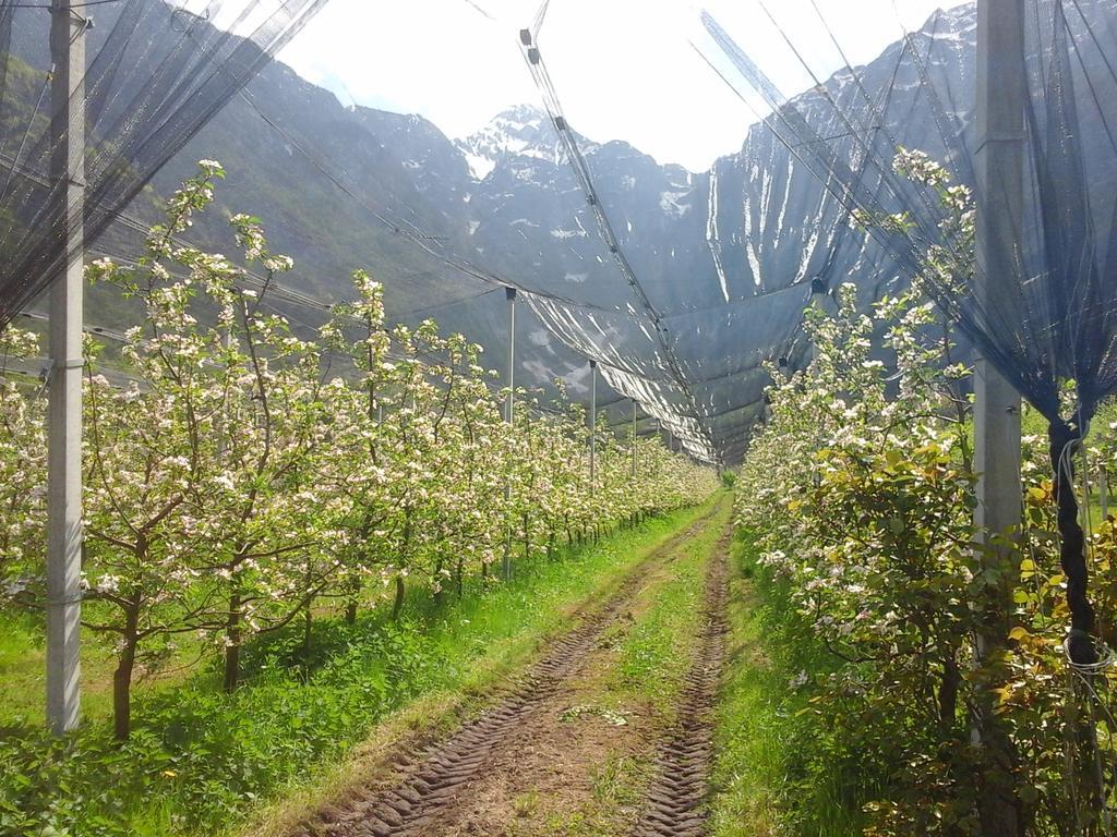Agriturismo Pian Dei Tass บาร์ชิส ภายนอก รูปภาพ
